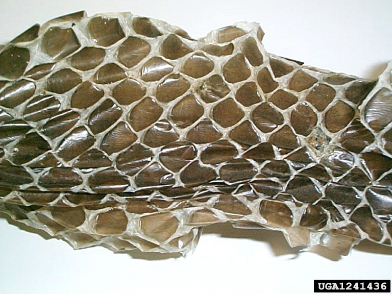 Eastern Indigo Snake (Drymarchon corais couperi) {!--미국쪽뱀(인디고뱀) 허물-->; Image ONLY