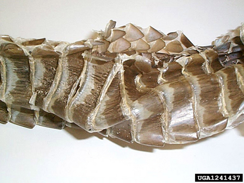 Eastern Indigo Snake (Drymarchon corais couperi) {!--미국쪽뱀(인디고뱀) 허물-->; DISPLAY FULL IMAGE.