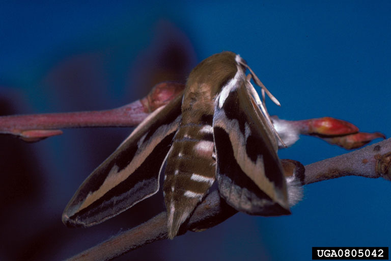 Bedstraw Hawkmoth (Hyles gallii) {!--멋쟁이박각시-->; Image ONLY