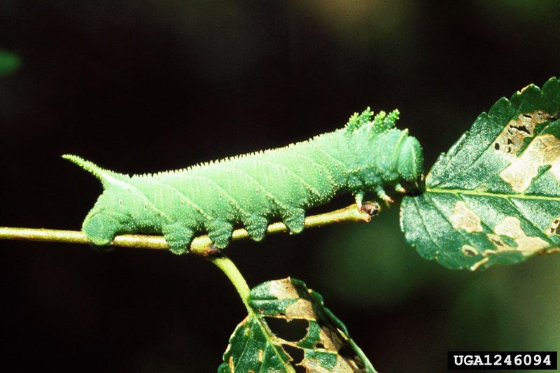 Elm Sphinx (Ceratomia amyntor) larva {!--박각시나방류 애벌레-->; DISPLAY FULL IMAGE.