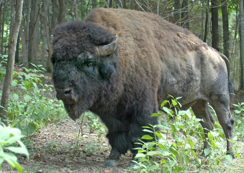 Bison (Bison bison); DISPLAY FULL IMAGE.