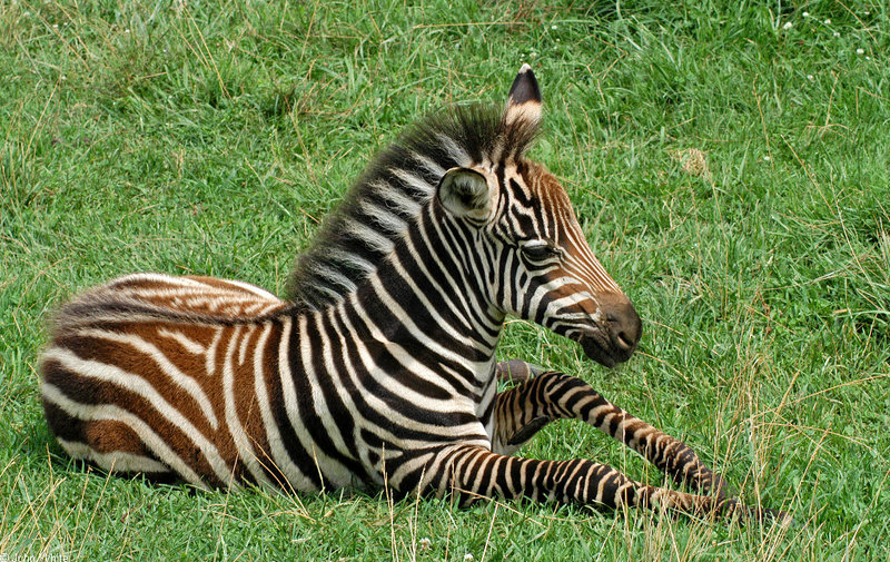 Burchell's Zebra (Equus burchelli)1; DISPLAY FULL IMAGE.