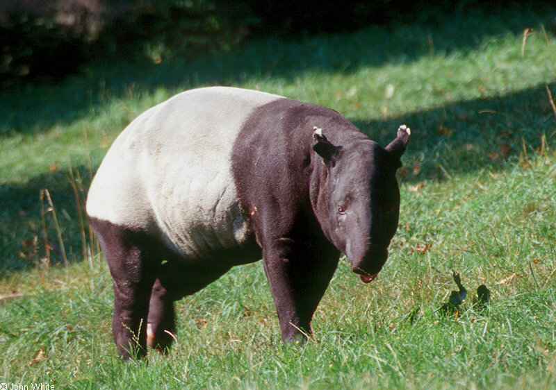 Malayan Tapir (Tapirus indicus)0002; DISPLAY FULL IMAGE.