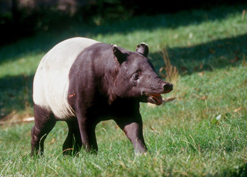 Malayan Tapir (Tapirus indicus)00031; DISPLAY FULL IMAGE.