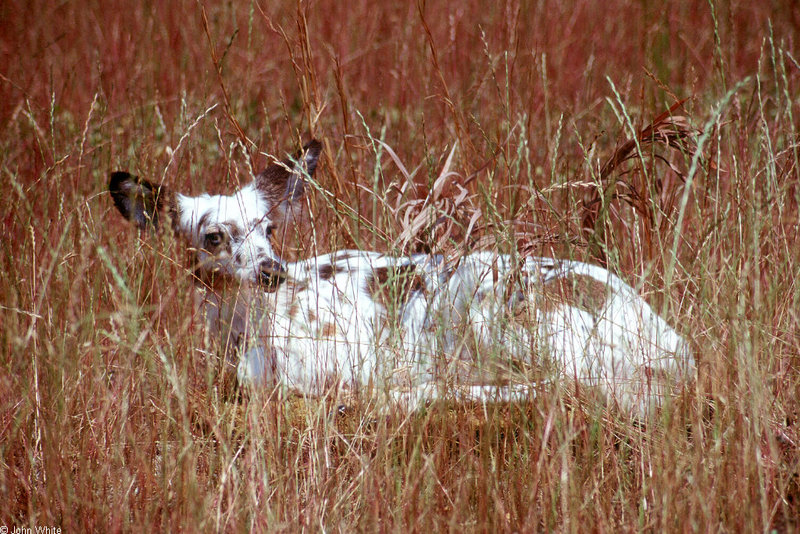 Piebald White-tailed Deer (Odocoileus virginianus)0002hr; DISPLAY FULL IMAGE.