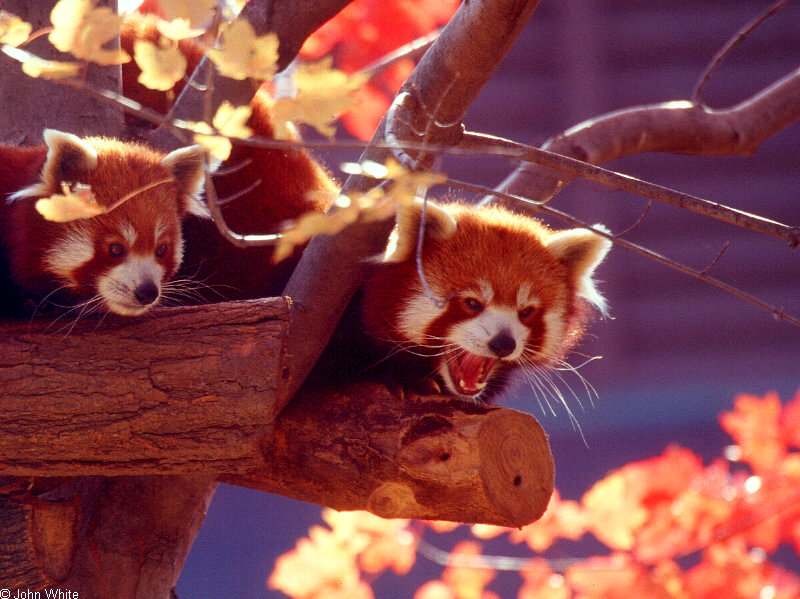 Red Panda (Ailurus fulgens)001; DISPLAY FULL IMAGE.