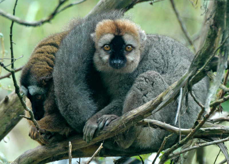Red-fronted Brown Lemur (Eulemur fulvus rufus)1024x732; DISPLAY FULL IMAGE.