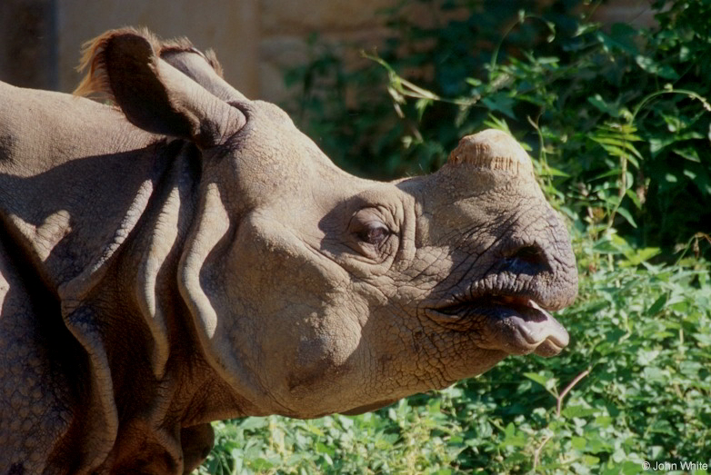 Rhinoceros unicornis (Indian rhinoceros)001; DISPLAY FULL IMAGE.