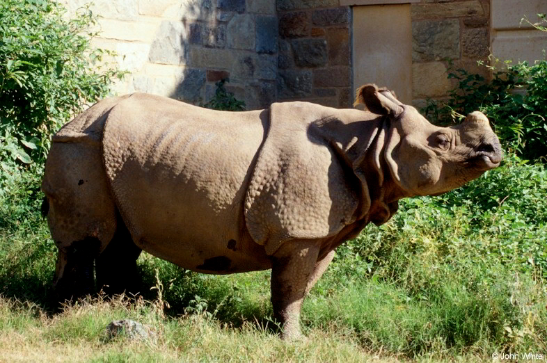 Rhinoceros unicornis (Indian rhinoceros)002; DISPLAY FULL IMAGE.