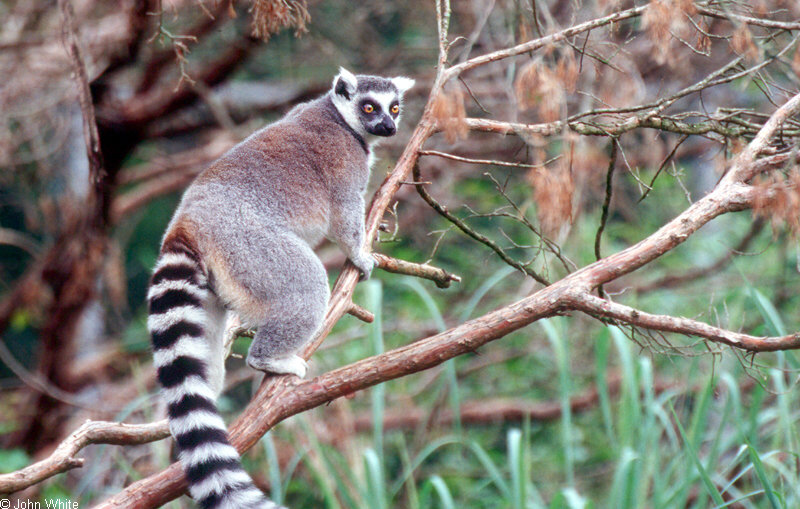 Ring Tailed Lemur (Lemur catta)0002; DISPLAY FULL IMAGE.