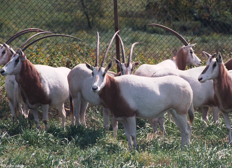 Scimitar Horned Oryx 000; DISPLAY FULL IMAGE.