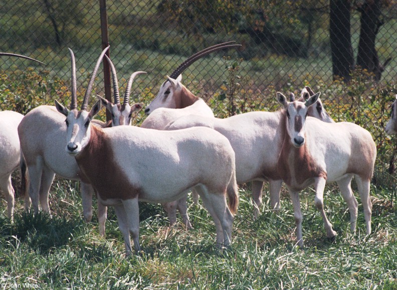 Scimitar Horned Oryx 001; DISPLAY FULL IMAGE.