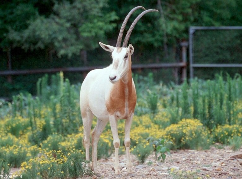 Scimitar-horned Oryx Oryx dammah 0003; DISPLAY FULL IMAGE.