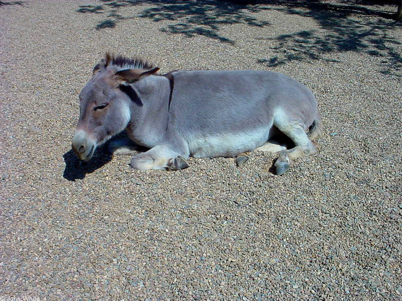 pic0305 - donkey; DISPLAY FULL IMAGE.