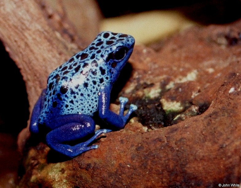 Blue Poison Frog (Dendrobates azureus)001; DISPLAY FULL IMAGE.