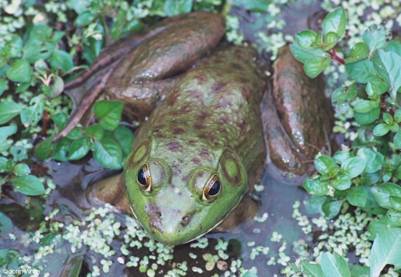 Bullfrog (Rana catesbeiana)046; DISPLAY FULL IMAGE.