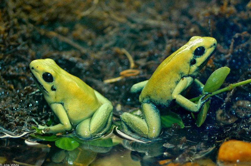 Golden Poison Frog  (Phyllobates terribilis)_sm; DISPLAY FULL IMAGE.