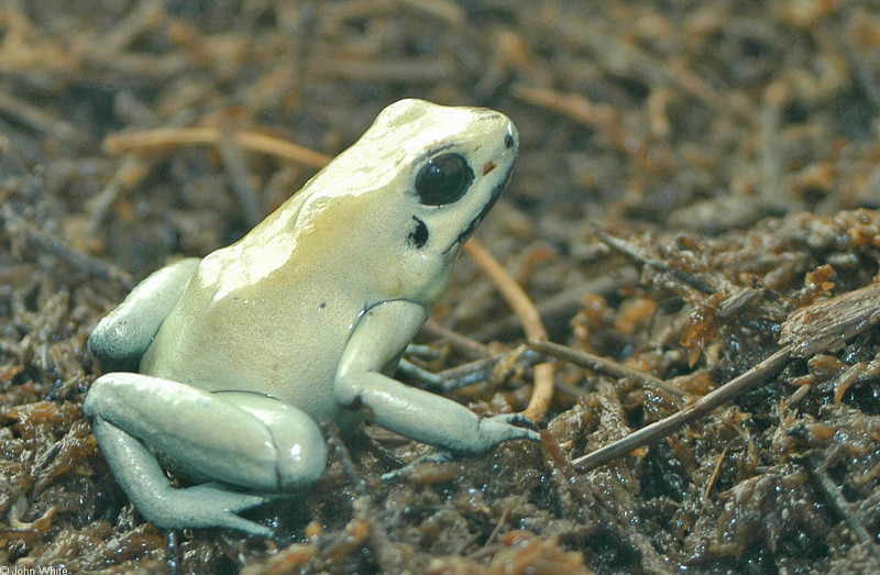 Golden Poison Frog (Phyllobates terribilis); DISPLAY FULL IMAGE.