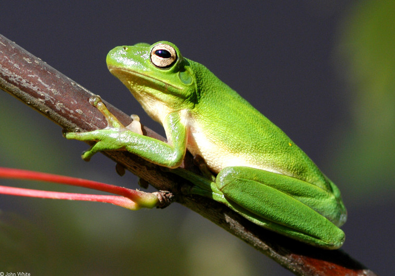 Green Treefrog (Hyla cinerea)044; DISPLAY FULL IMAGE.