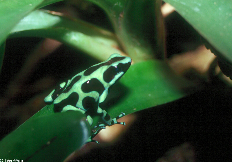 Green and Black Poison Arrow Frog (Dendrobates auratus)001; DISPLAY FULL IMAGE.