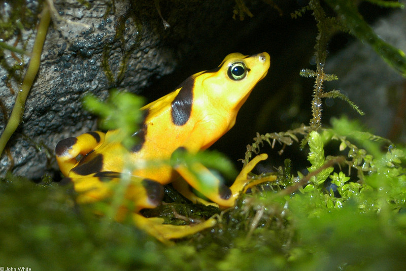Panamanian Golden Frog (Atelopus zeteki)005; DISPLAY FULL IMAGE.