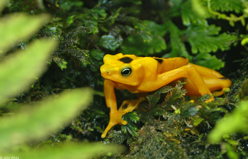 Panamanian Golden Frog (Atelopus zeteki)005503; DISPLAY FULL IMAGE.