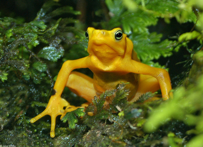 Panamanian Golden Frog (Atelopus zeteki)005505; DISPLAY FULL IMAGE.