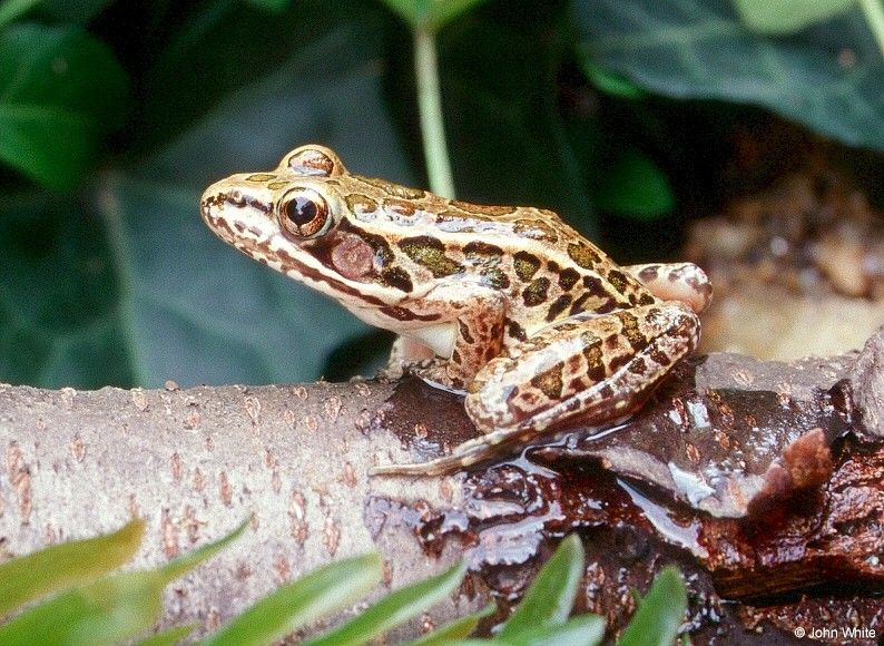 Pickerel Frog (Rana palustris)0001lr; DISPLAY FULL IMAGE.