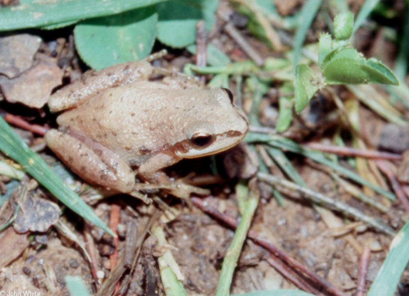 Pseudacris feriarum feriarum (Upland Chorus Frog)0082; DISPLAY FULL IMAGE.