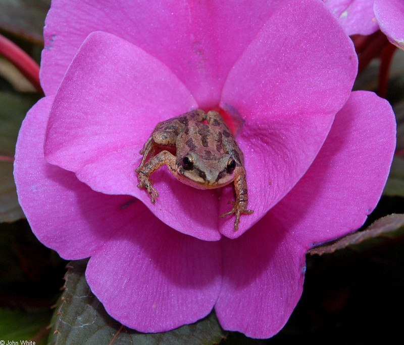 Upland Chorus Frog (Pseudacris feriarum feriarum); DISPLAY FULL IMAGE.