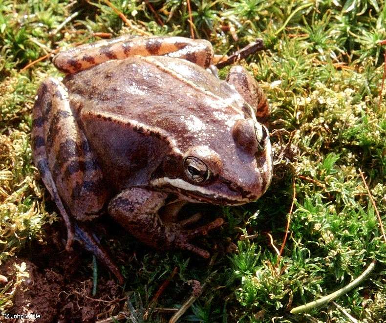 Wood Frog (Rana sylvatica)034; DISPLAY FULL IMAGE.
