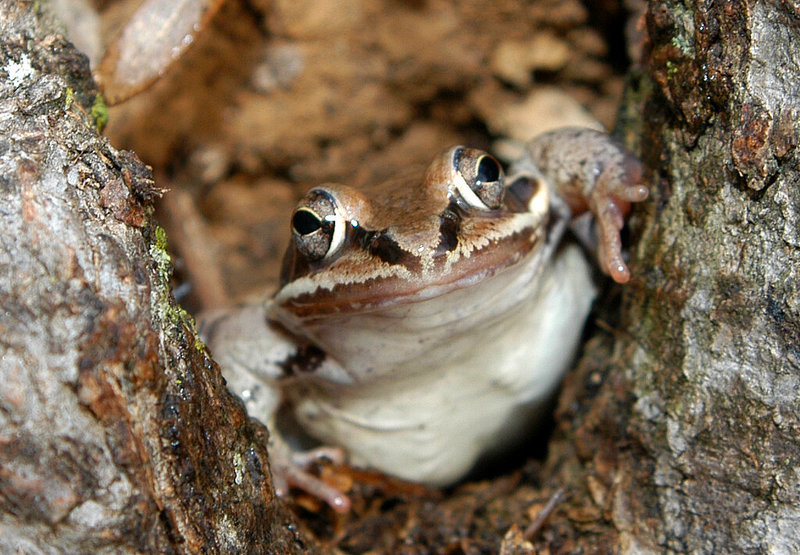 Wood Frog (Rana sylvatica)806; DISPLAY FULL IMAGE.