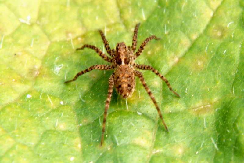 Spider (Species Unidentified); DISPLAY FULL IMAGE.