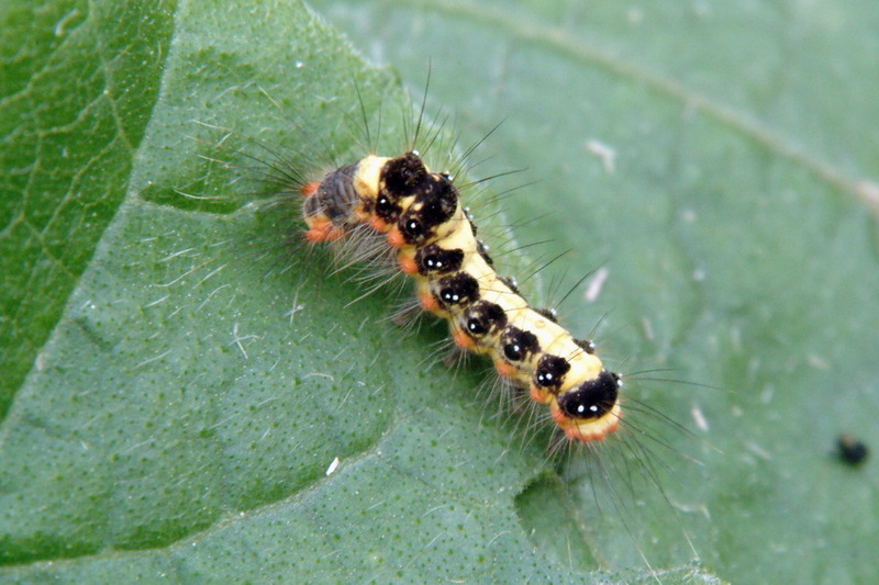 Caterpillar (Species Unidentified); DISPLAY FULL IMAGE.