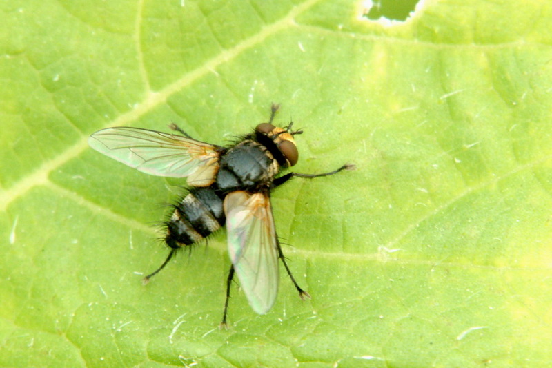 Fly (Species Unidentified); DISPLAY FULL IMAGE.