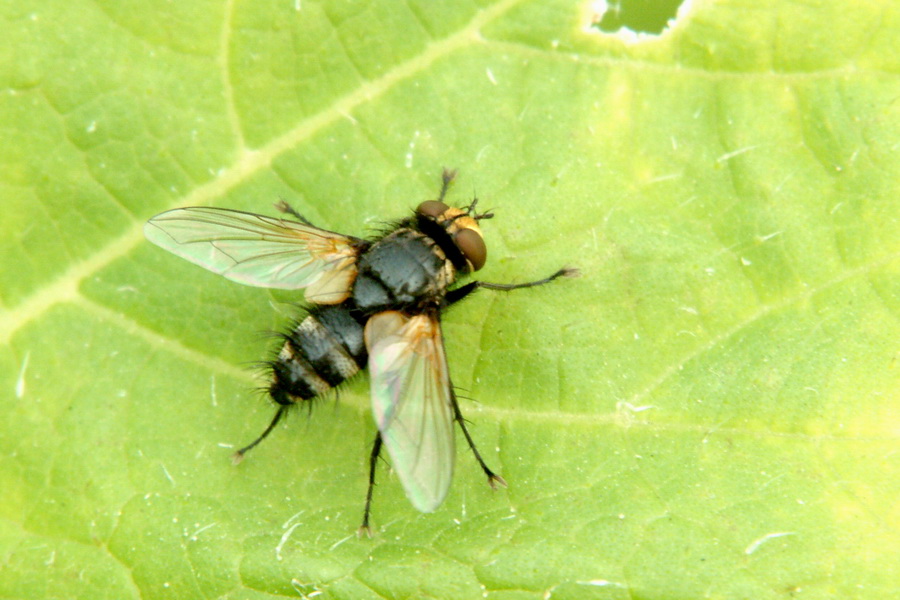 Fly (Species Unidentified); Image ONLY