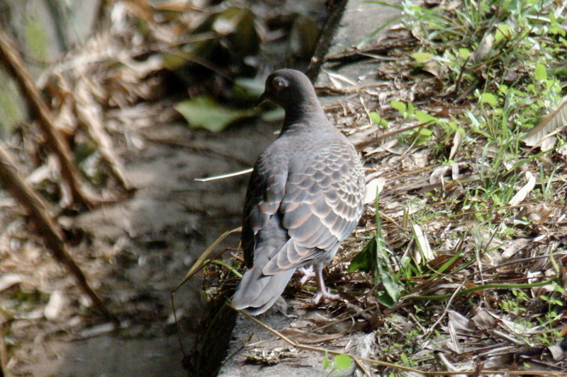 Oriental Turtle Dove (Streptopelia orientalis) {!--멧비둘기-->; DISPLAY FULL IMAGE.