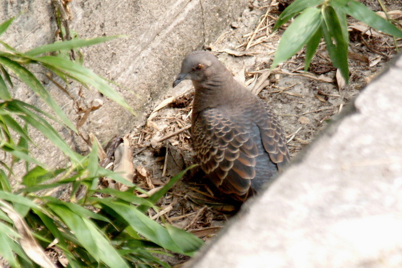 Oriental Turtle Dove (Streptopelia orientalis) {!--멧비둘기-->; DISPLAY FULL IMAGE.