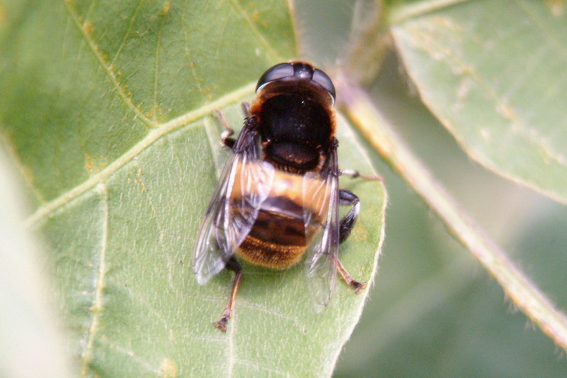 Large Hoverfly (species unidentified); DISPLAY FULL IMAGE.