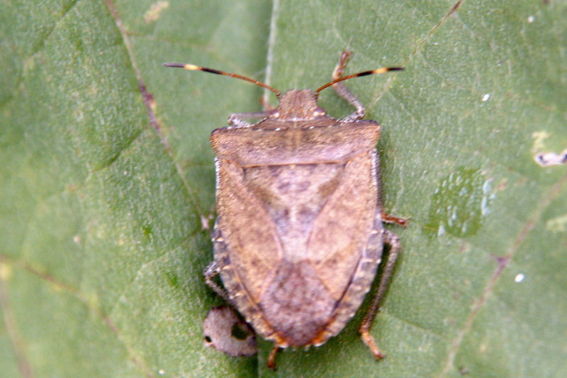 Stinkbug (Species Unidentified); DISPLAY FULL IMAGE.