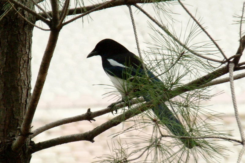 Black-billed Magpie (Pica pica) {!--까치-->; DISPLAY FULL IMAGE.