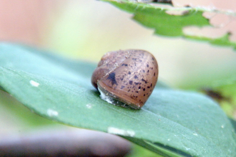 Korean Round Snail resting on leaf {!--달팽이-->; DISPLAY FULL IMAGE.