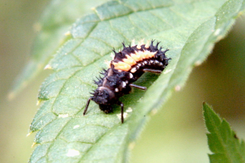 Lady beetle's larva {!--무당벌레 애벌레-->; DISPLAY FULL IMAGE.