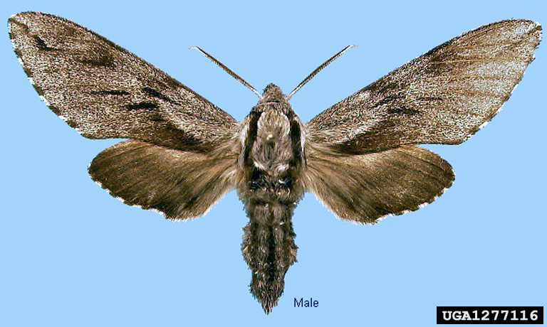 Larch Hawkmoth (Sphinx morio) {!--솔박각시-->; Image ONLY
