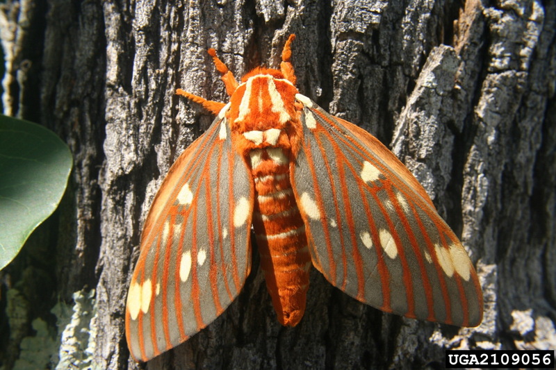 Regal Moth (Citheronia regalis) {!--황제호두나방-->; DISPLAY FULL IMAGE.