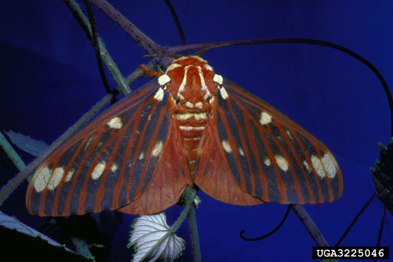 Regal Moth (Citheronia regalis) {!--황제호두나방-->; Image ONLY