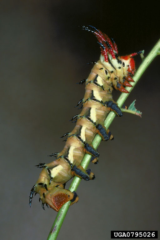 Hickory Horned Devil (Citheronia regalis) {!--황제호두나방 애벌레-->; Image ONLY