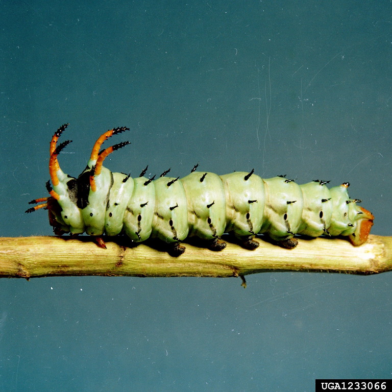 Hickory Horned Devil (Citheronia regalis) {!--황제호두나방 애벌레-->; Image ONLY