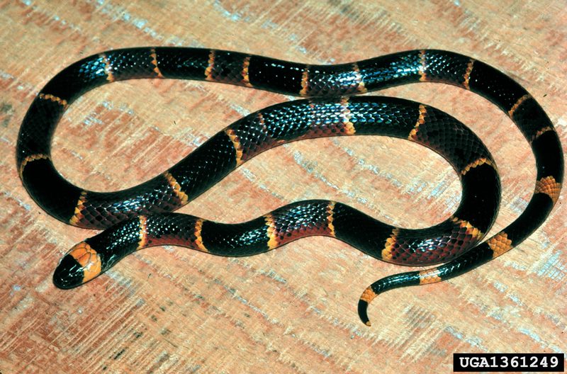 Eastern Coral Snake (Micrurus fulvius fulvius) {!--산호뱀(미국 동부 아종)-->; DISPLAY FULL IMAGE.