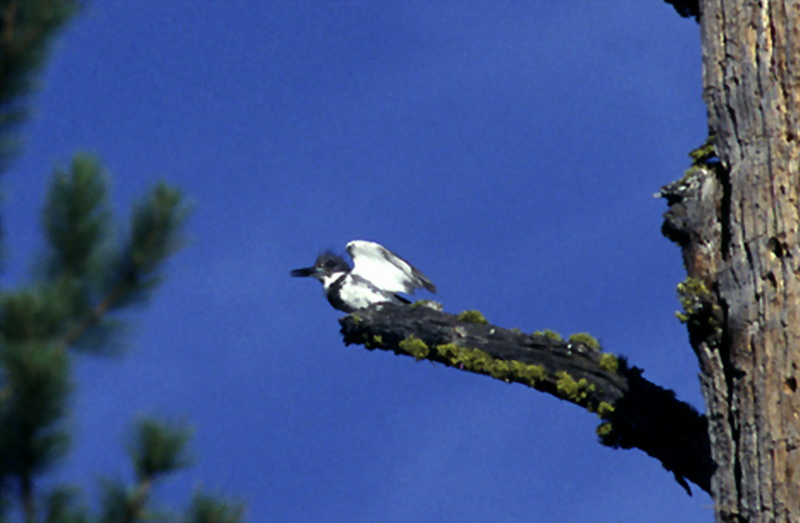 [Crop] Belted Kingfisher (Ceryle alcyon) {!--아메리카뿔호반새-->; DISPLAY FULL IMAGE.